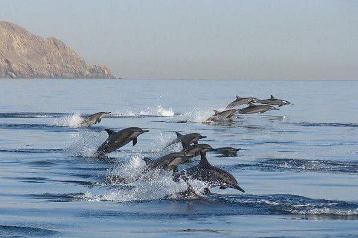 Muscat Dolphin Watch Cruise — 2-Hour Dolphin Safari on Oman's Coast photo 2