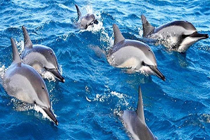 Dolphin Watching & Bandar Khiran Snorkeling Tour from Muscat photo 2