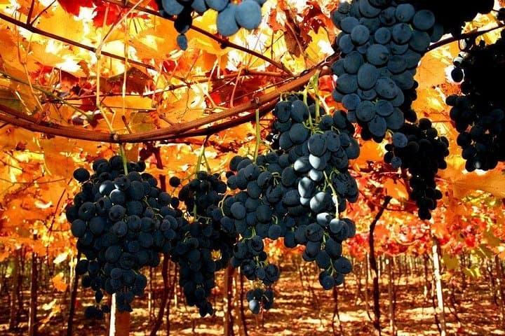 Private Wine Tour to Stobi Winery from Skopje: Tasting & Lunch in Macedonia's Vineyards photo 2