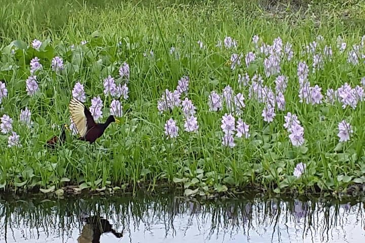 Lamanai Temples & New River Cruise: Howler Monkeys, Maya Ruins and Birding photo 5