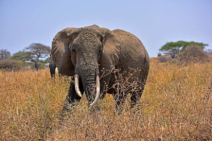 Tarangire Day Safari: Elephant Herds, Baobabs & River Game Drives