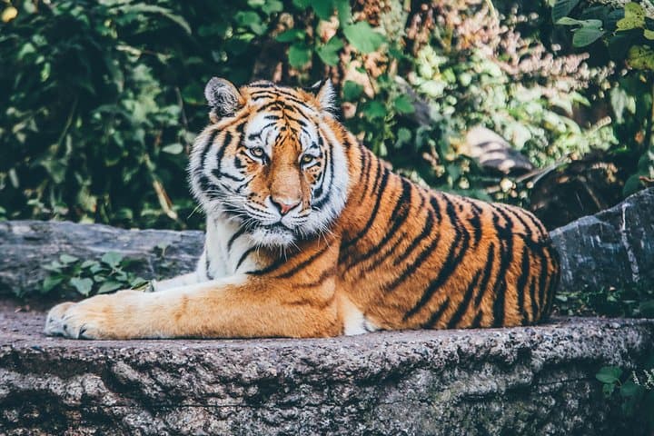 Monterrey Biopark Star Safari Day Trip — Wildlife Encounters & Practical Tips photo 3