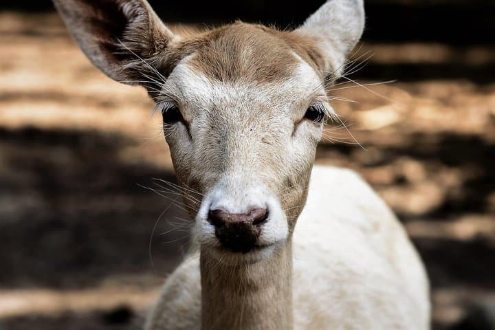 Monterrey Biopark Star Safari Day Trip — Wildlife Encounters & Practical Tips photo 4