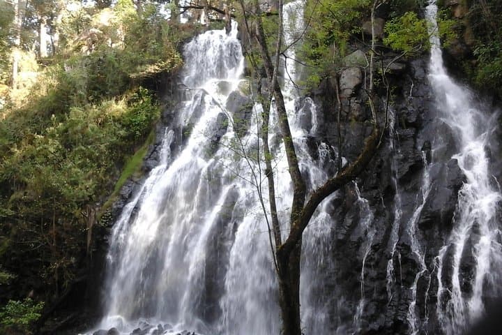 Monarch Butterfly Sanctuary Day Trip from Mexico City — Piedra Herrada & Valle de Bravo photo 5