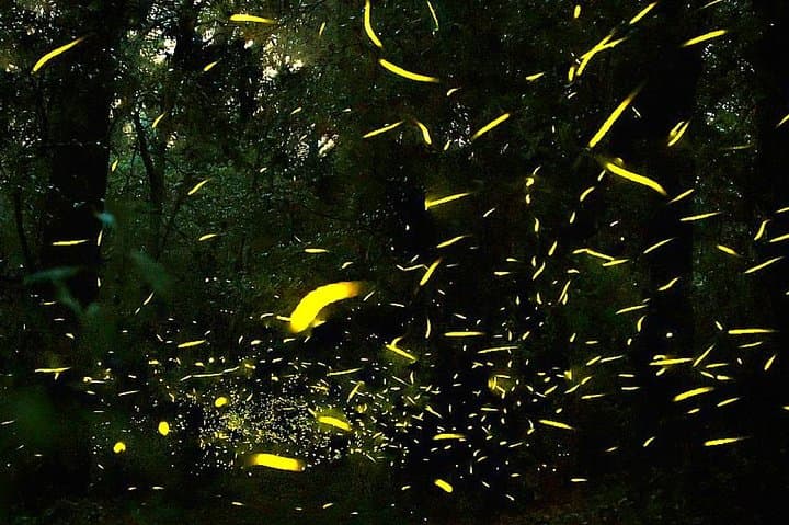 Nanacamilpa Firefly Sanctuary Night Walk — Tlaxcala Fireflies Tour