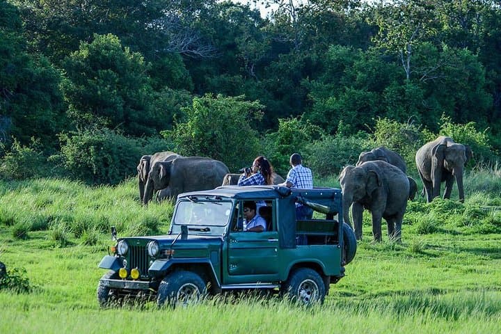 Udawalawe Safari Day Trip from Bentota — Elephant Transit Home & 3-Hour Jeep Safari photo 1