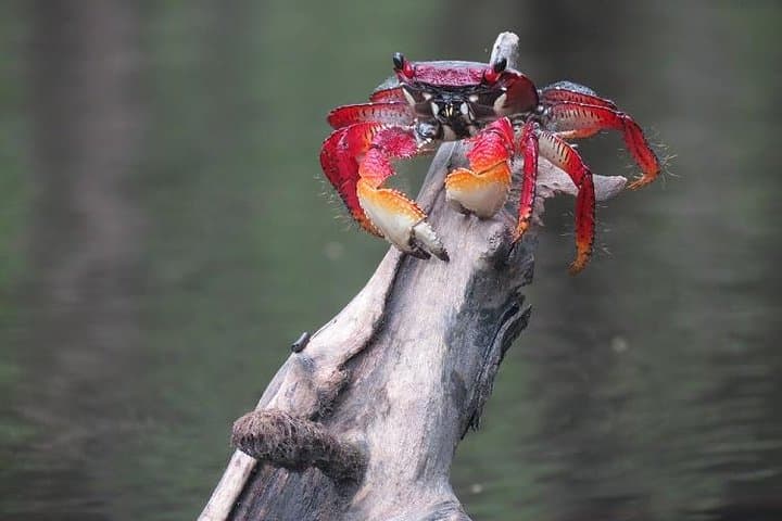 Paraty Sea Kayak Trip: 2-Day Kayaking to Vermelha Beach & Mangroves photo 3