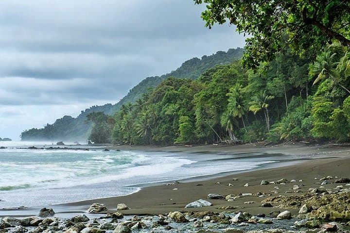 Day Trip to Corcovado National Park: Mangroves, Dolphins & Rainforest Hike