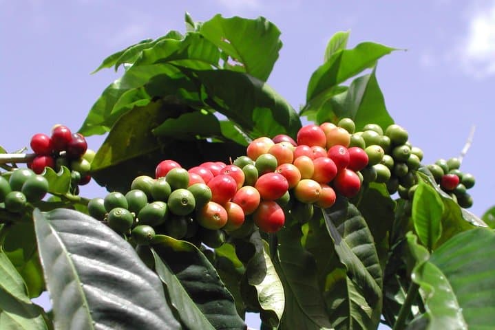 Blue Mountain Bicycle Tour from Falmouth — Downhill Ride Through Coffee Country photo 2