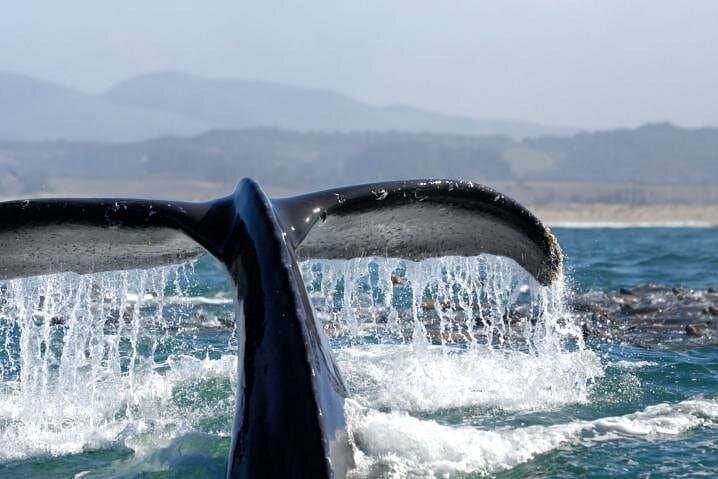 Newport Beach Whale Watching Cruise: 3-Hour Whale & Dolphin Tour