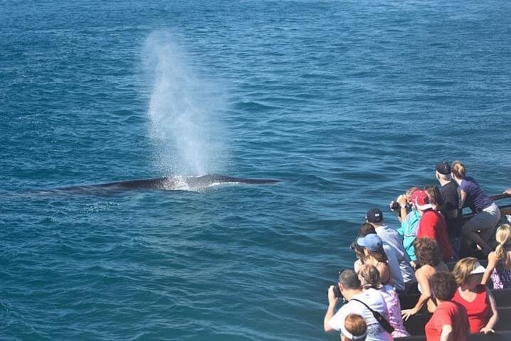 Newport Beach Whale Watching Cruise: 3-Hour Whale & Dolphin Tour photo 2