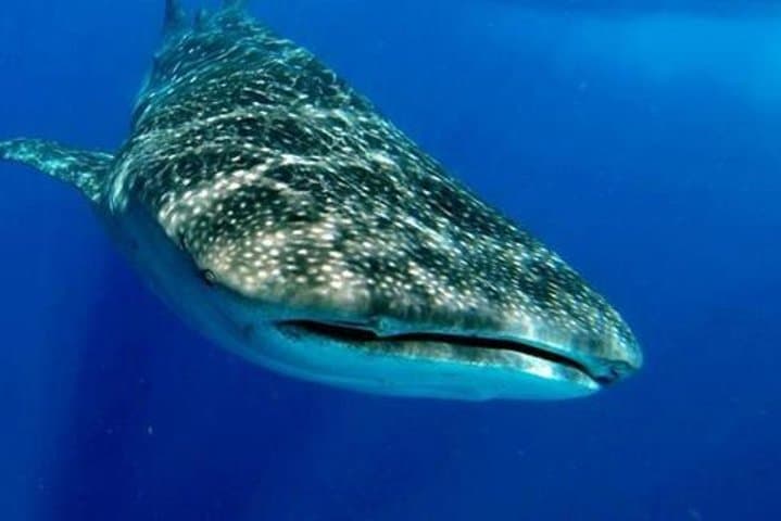 Swim with Whale Sharks: Full-Day Riviera Maya Encounter from Playa del Carmen photo 6