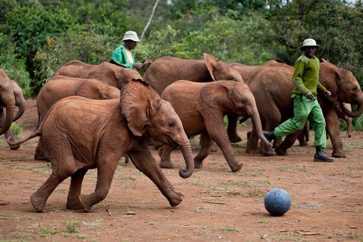 Exploring Nairobi National Park and Wildlife Conservation Tours photo 5