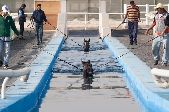 Meydan Racecourse Stable Tour & Breakfast — Racehorse Experience in Dubai photo 3