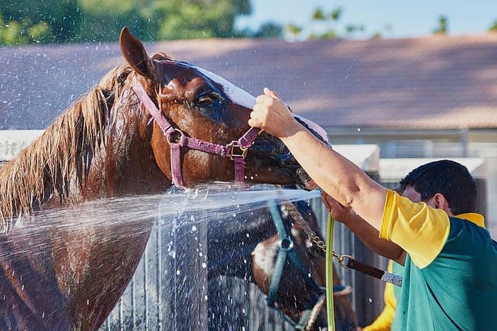 Meydan Racecourse Stable Tour & Breakfast — Racehorse Experience in Dubai photo 2
