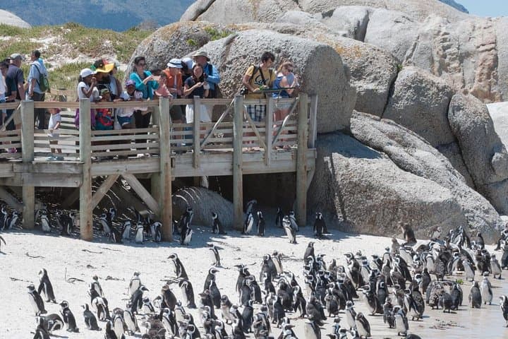 Full-Day Cape Peninsula Tour: Cape Point, Cape of Good Hope & Boulders Beach Penguins