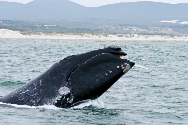 Hermanus Whale Watching Day Trip from Cape Town with Wine Tasting photo 5