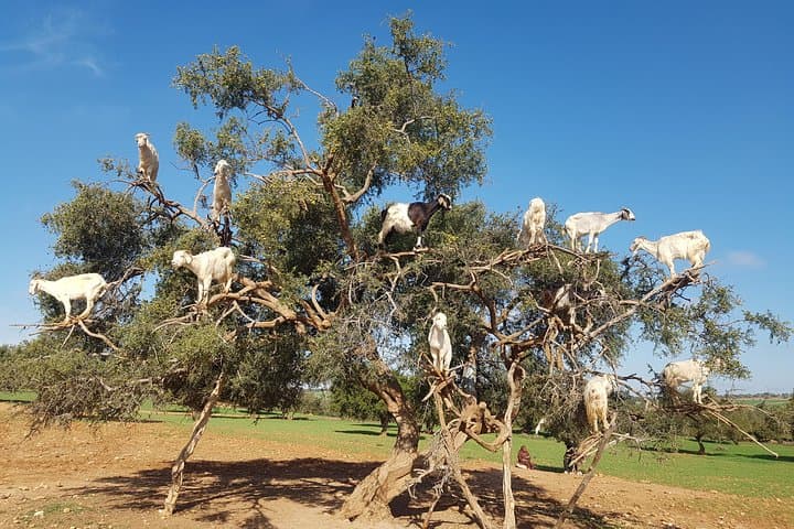 Private Day Trip from Marrakech to Essaouira: Atlantic Medina, Argan Co-ops & Coastal Winds photo 2