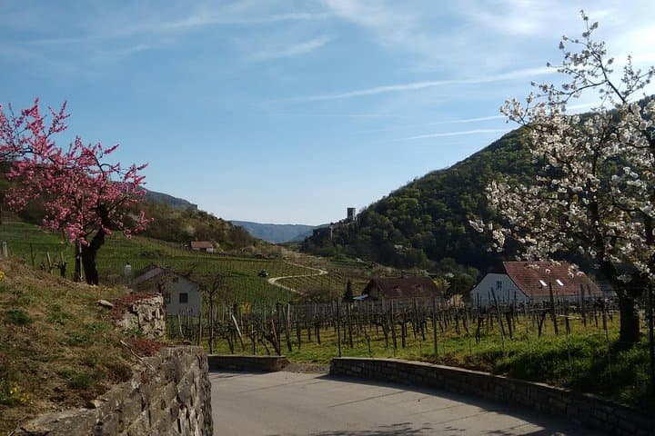 Wachau Valley Hike from Spitz: 3-Hour Beginner-Friendly Walk to Hinterhaus Ruin photo 4