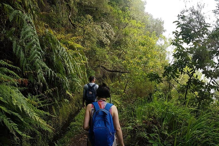Levada Caldeirão Verde Private Guided Walk — Queimadas to the Waterfall photo 6