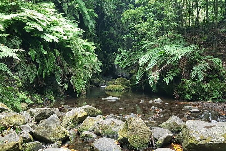 Private Guided Walk Levada do Rei — Madeira’s Laurissilva Trail photo 3