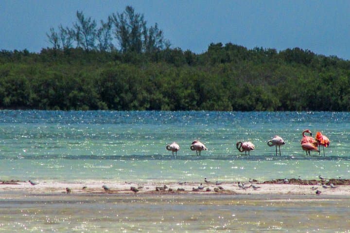 Holbox Island Tour from Cancun — Day Trip to Punta Mosquito & Passion Island photo 4
