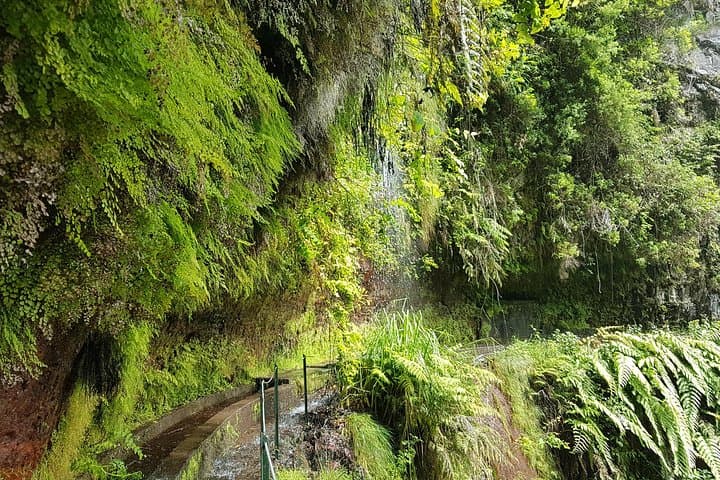 Private Guided Walk Levada do Rei — Madeira’s Laurissilva Trail photo 5