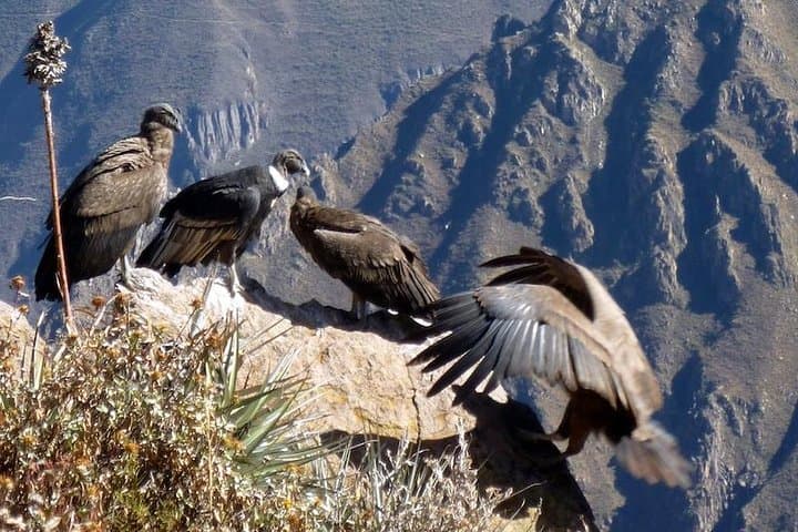 Colca Canyon Full-Day Tour from Arequipa — Cruz del Cóndor, Patapampa & Hot Springs photo 4