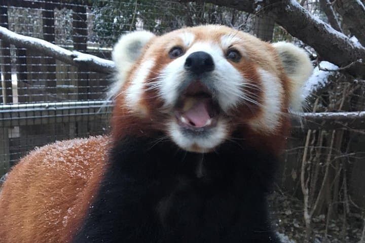 Miller Park Zoo: Family-Friendly Wildlife and Walkabout in Bloomington, IL