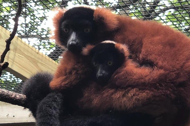 Miller Park Zoo: Family-Friendly Wildlife and Walkabout in Bloomington, IL photo 3