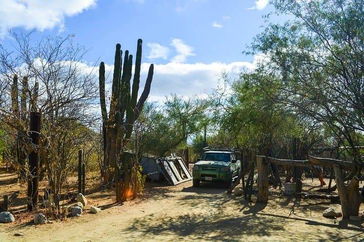 Fox Canyon Waterfall Hike — Los Cabos Oasis, Pools & Local Lunch photo 6