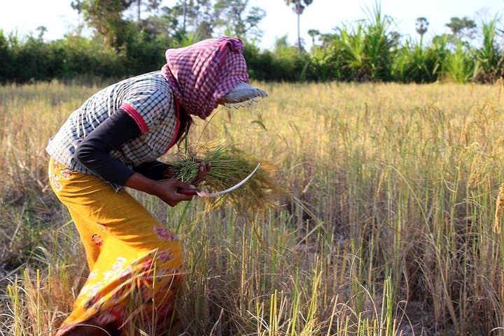 Siem Reap Countryside & Mechrey Floating Village Day Tour — Rice Fields, Villages & Tonle Sap Cruise