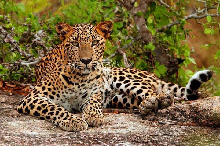Udawalawe & Yala Safari from Colombo — 2-Day Private Wildlife Experience photo 2