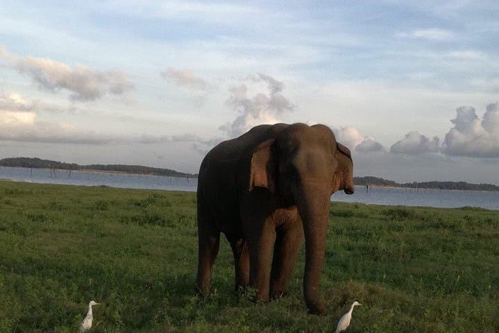 Kaudulla National Park Jeep Safari from Negombo — Wild Elephant Encounters & Day Trip Guide photo 2