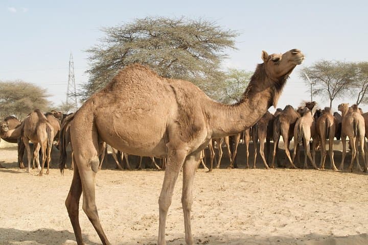 Bikaner Camel Breeding Farm & Junagarh Fort Tour — Camel Rides, Museum & Local Highlights photo 1