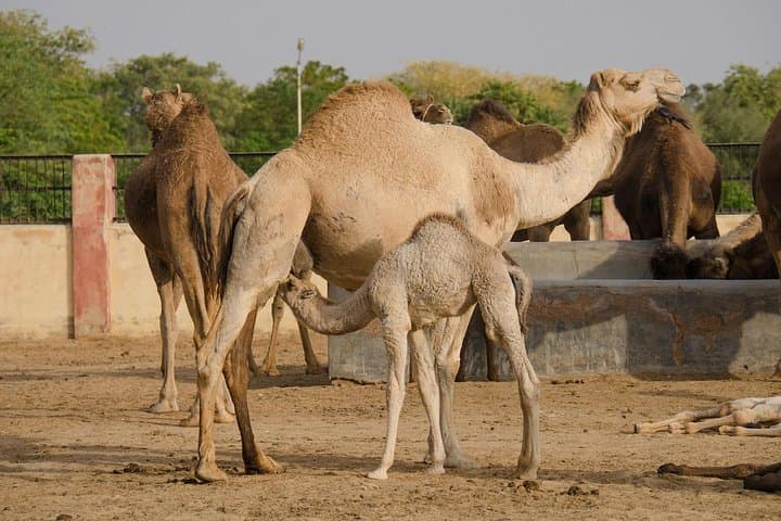 Bikaner Camel Breeding Farm & Junagarh Fort Tour — Camel Rides, Museum & Local Highlights photo 2