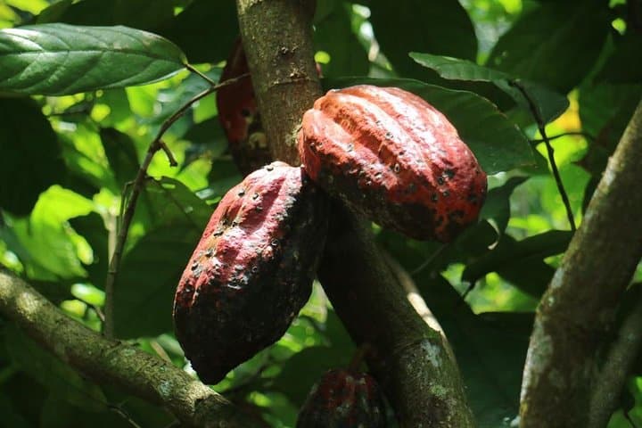 Chocolate and Tropical Fruit Farm Tour near Marsella, Risaralda photo 2