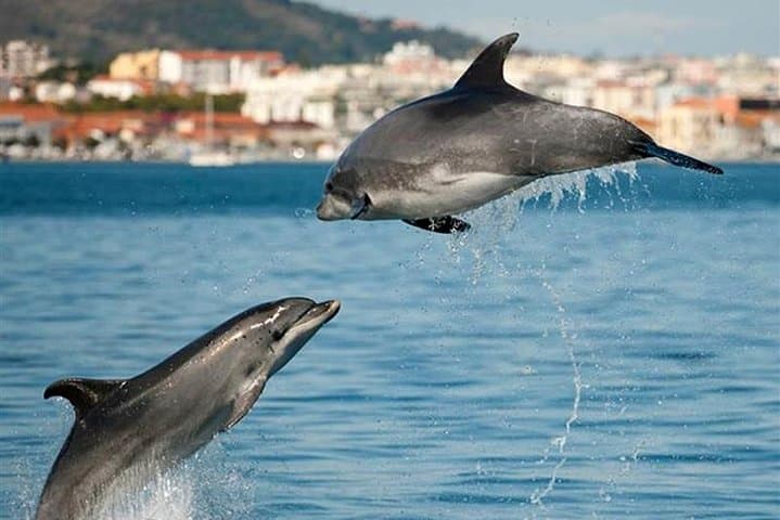 Setúbal Dolphin Cruise & Arrábida Eco Tour with Grill-Fish Lunch photo 3