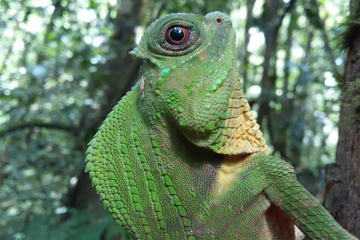 Sinharaja Rain Forest One-Day Tour: Guided Walk in Sri Lanka's UNESCO Reserve photo 1