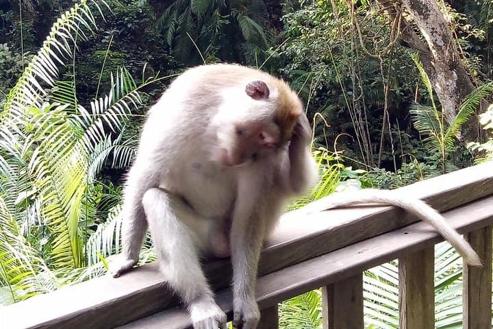 Ayung River Rafting & Ubud Day Tour — Tegallalang Rice Terraces and Monkey Forest photo 5