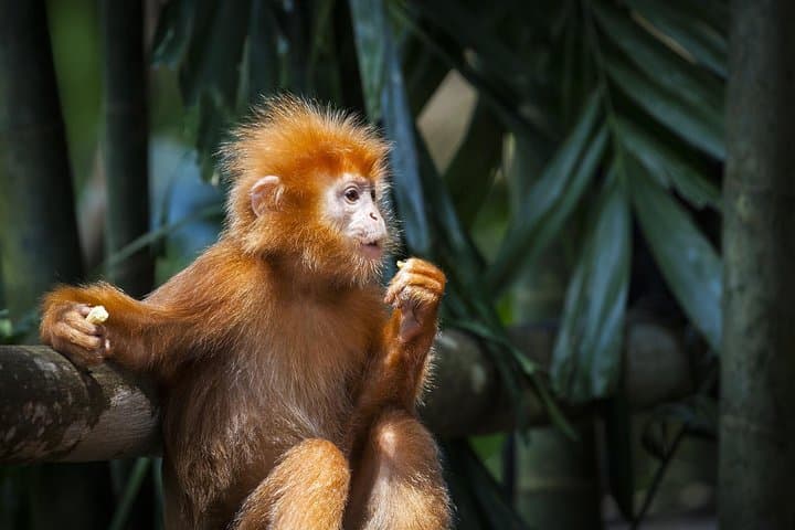 Kuala Selangor Night Safari: Silver‑Leaf Monkeys, Fireflies & River Dinner photo 2