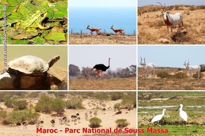 Half-Day Wildlife Tour Through Souss Massa National Park from Agadir photo 5