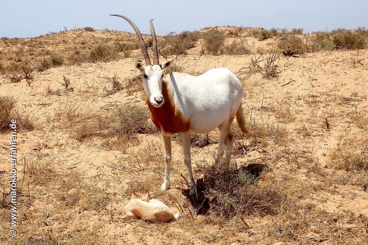 Half-Day Wildlife Tour Through Souss Massa National Park from Agadir photo 4