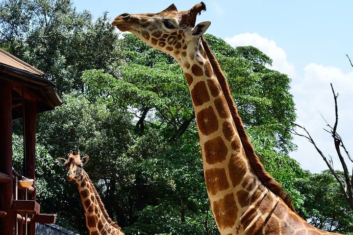 Nairobi Wildlife Day Tour: Giraffe Centre & David Sheldrick Elephant Orphanage photo 6