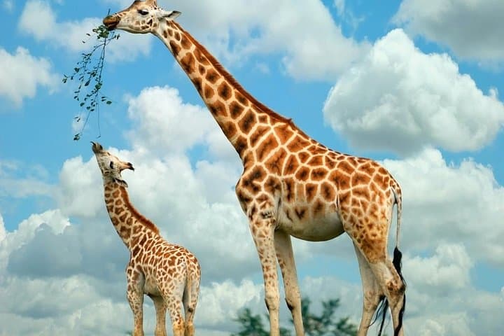 Nairobi National Park Day Tour: Giraffe Centre & David Sheldrick Elephant Orphanage photo 6