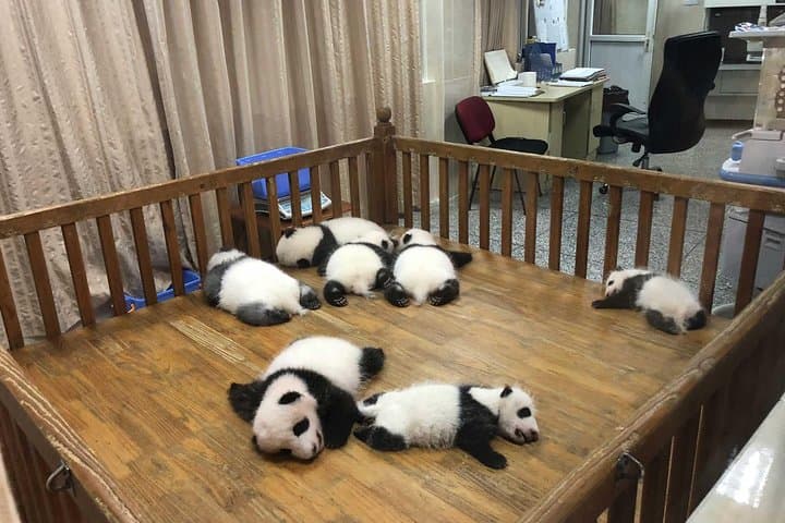 Chengdu Panda Center and Leshan Giant Buddha Private Day Tour — Pandas, Pagodas & River Views photo 4