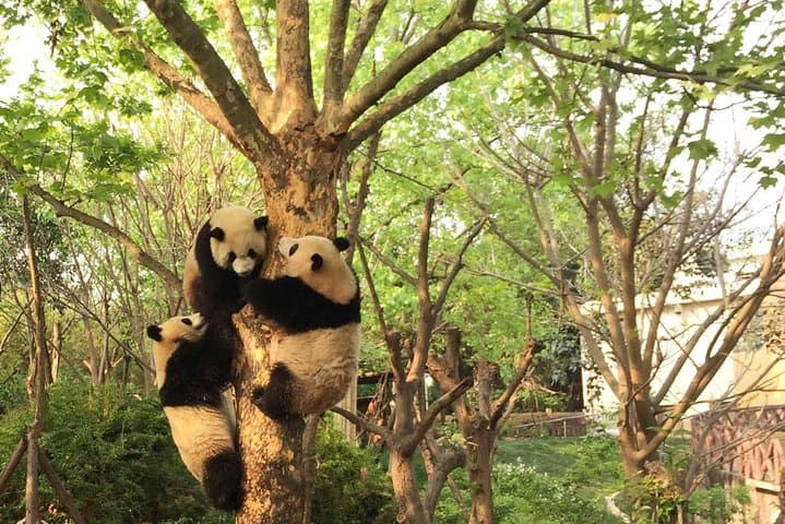 Panda Keeper Program at Dujiangyan: Private Day Volunteer from Chengdu photo 5