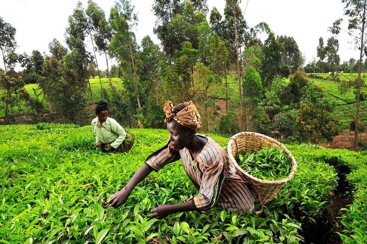Kiambethu Tea Farm Day Tour from Nairobi: Forest Walk, Tea Tasting & Lunch photo 3