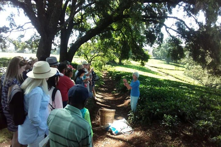 Kiambethu Tea Farm Day Tour from Nairobi: Forest Walk, Tea Tasting & Lunch photo 4