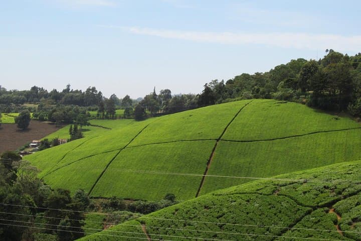 Kiambethu Tea Farm Day Tour from Nairobi: Forest Walk, Tea Tasting & Lunch photo 5
